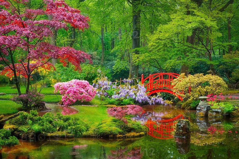 Small bridge in Japanese garden