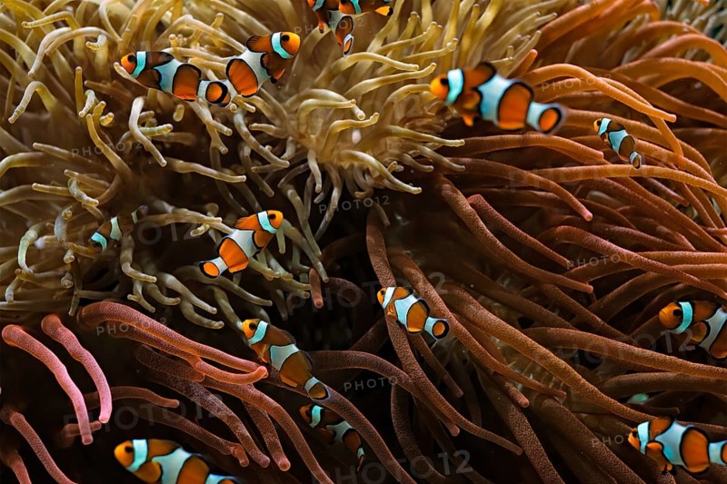 Clown Anemonefish
