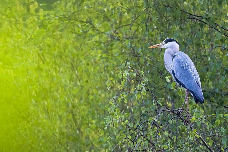 Grey heron
