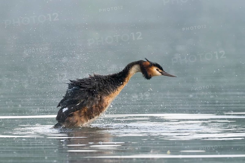 Great Crested Grebe