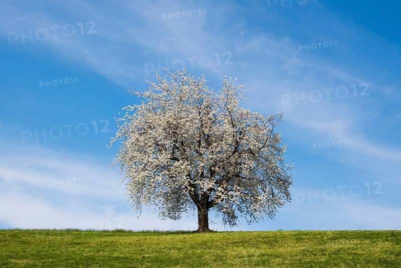 Blossoming cherry tree