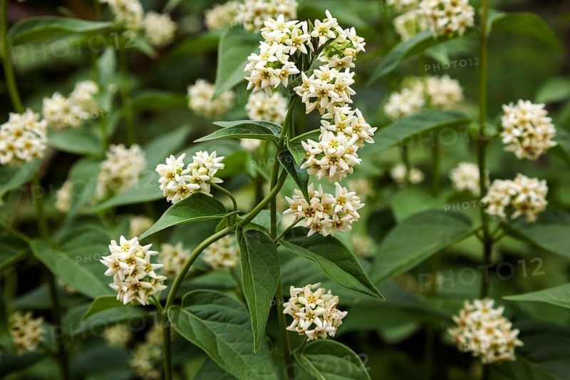 White swallow-wort