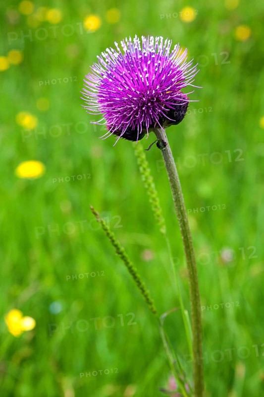 Brook thistle