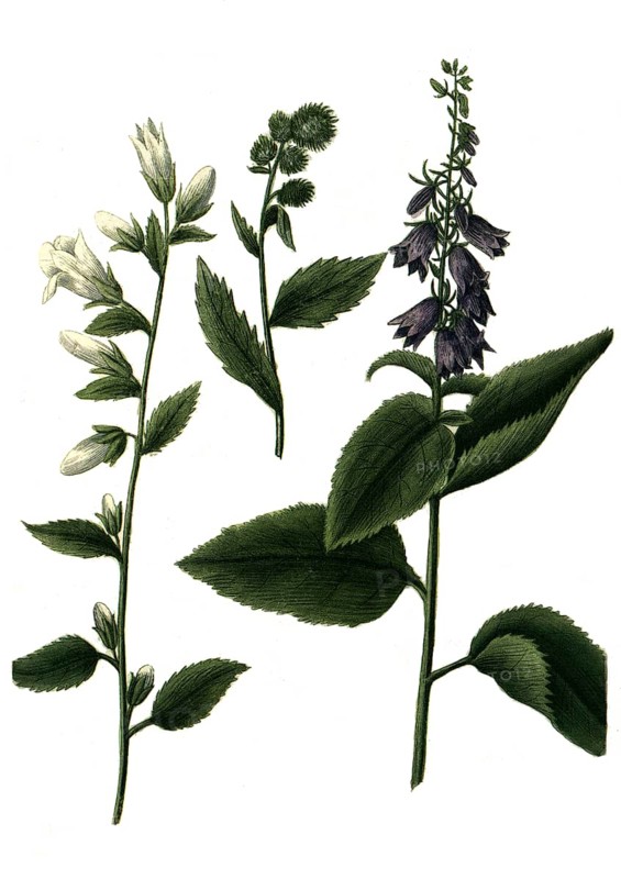 Various bellflowers