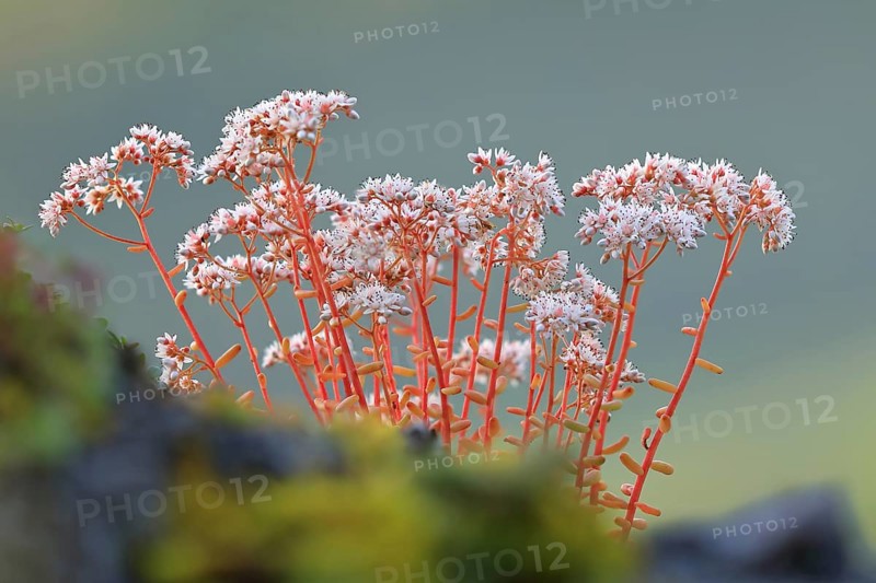 White stonecrop