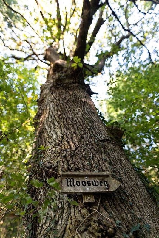 Moosweg at Dettinger Weiher