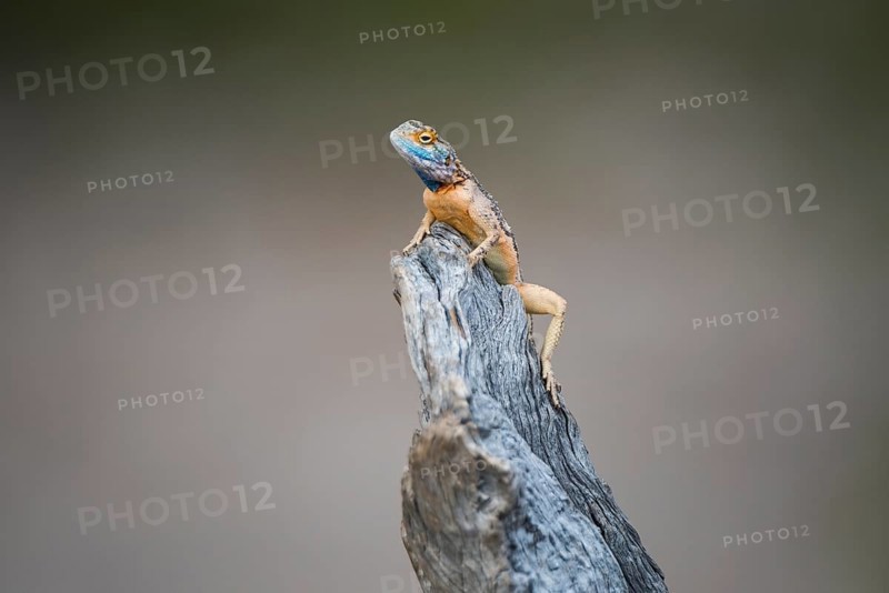 Ground agama