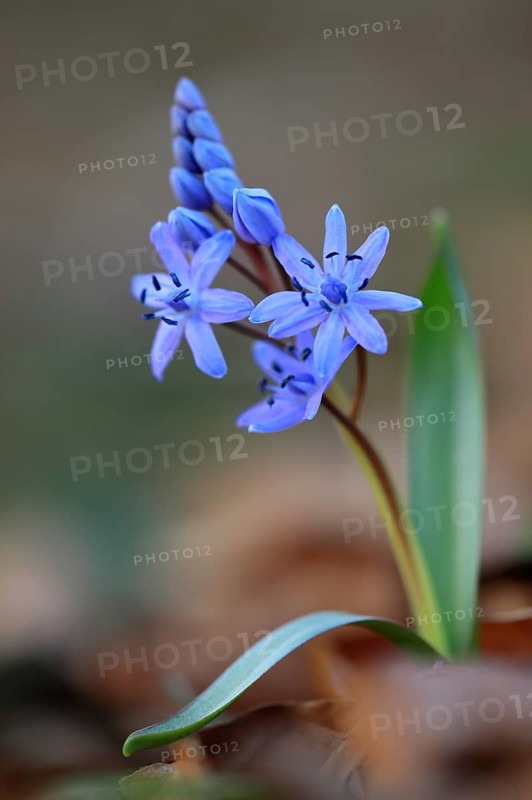 Squill