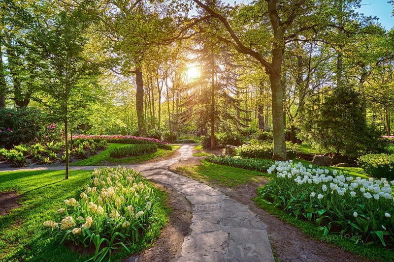 Keukenhof flower garden with blooming tulip flowerbed