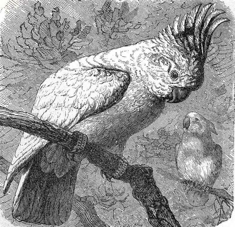 Inca Cockatoo