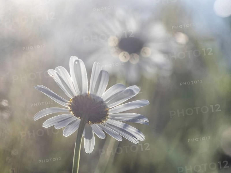 Marguerite