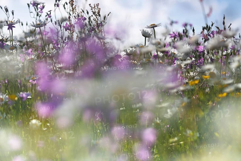 Blur experiment on a flowering meadow in summer