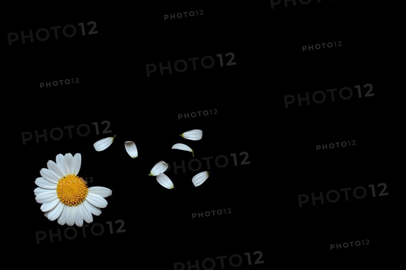 Daisy