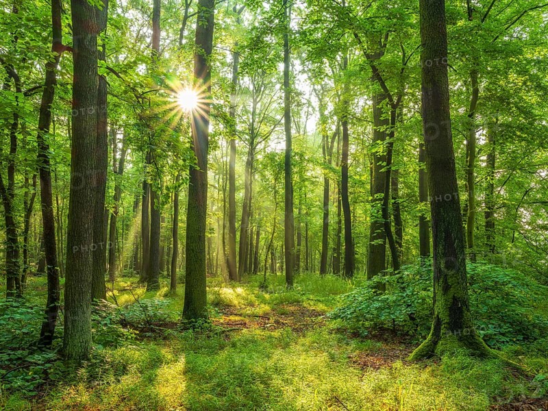 Sonniger naturnaher Eichenwald