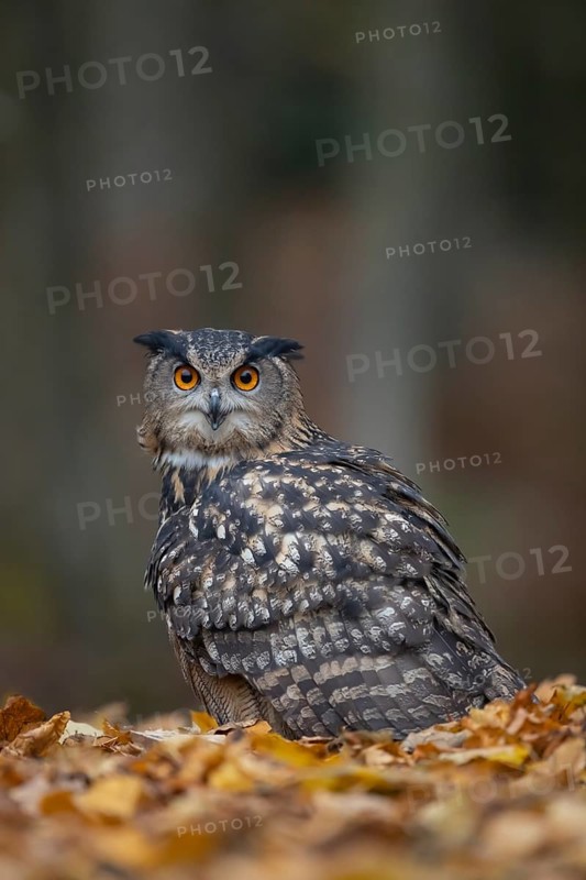 European eagle owl