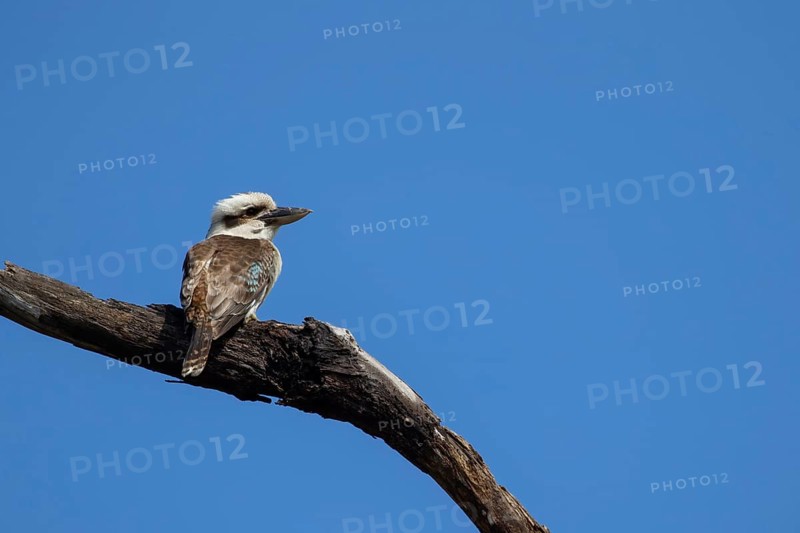 Laughing kookaburra