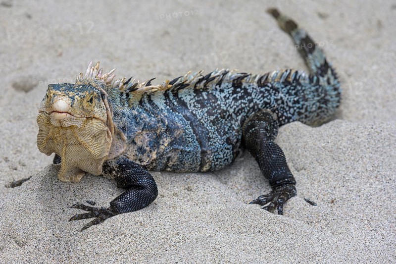 Male black spiny-tailed iguana