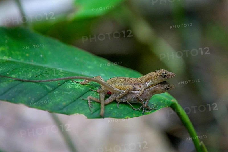 Anolis lizard copulating