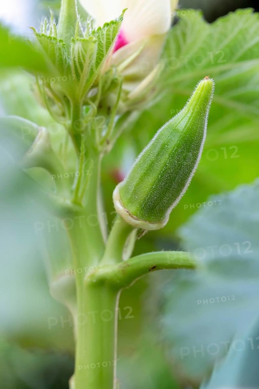 Blooming okra plant in garden