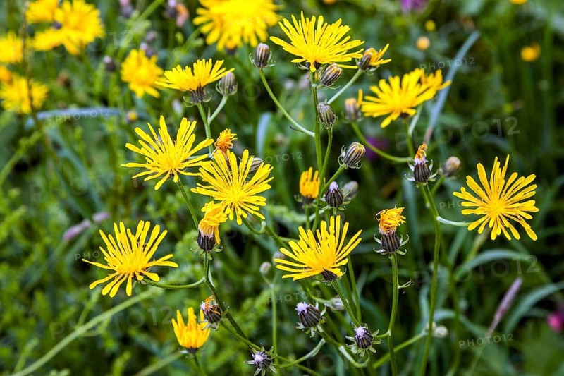 Rough hawksbeard