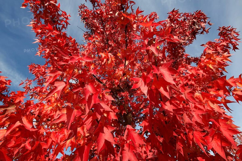 American amber tree