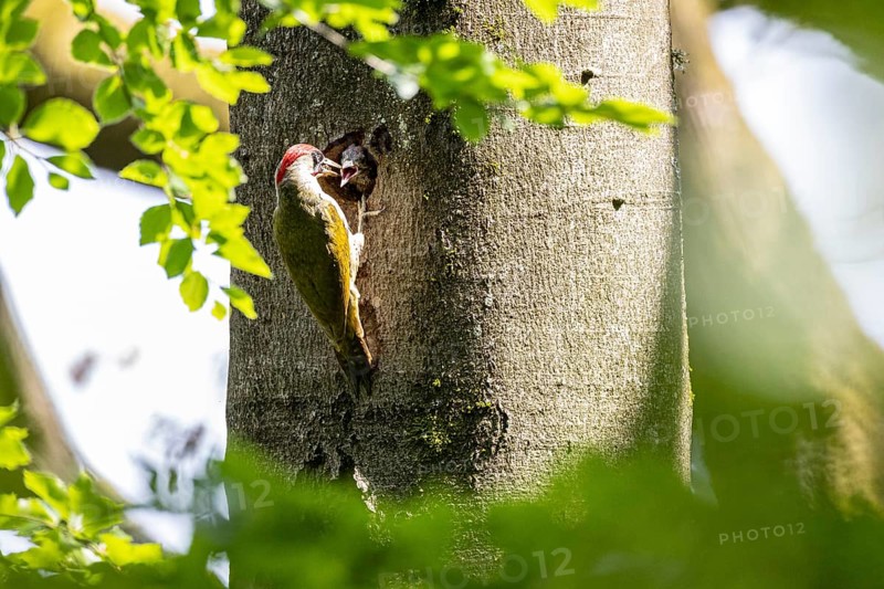 European green woodpecker