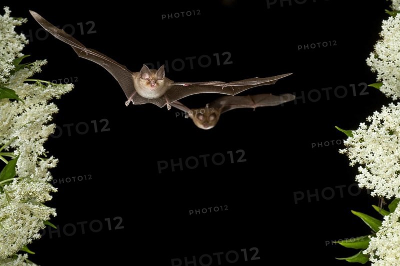 Lesser horseshoe bat