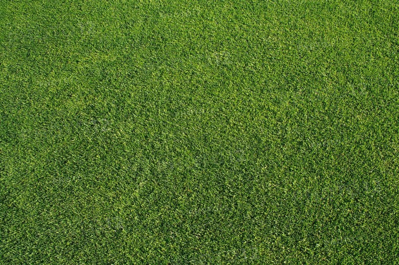 Close cut green grass background