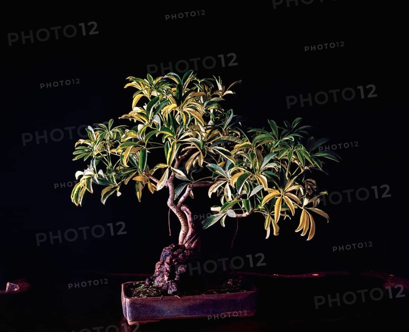Bonsai