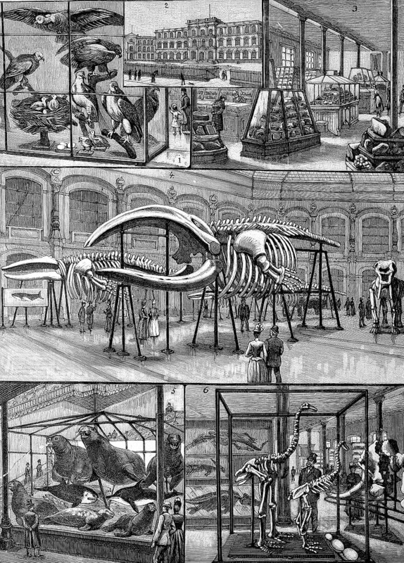 The Museum of Natural History in Berlin