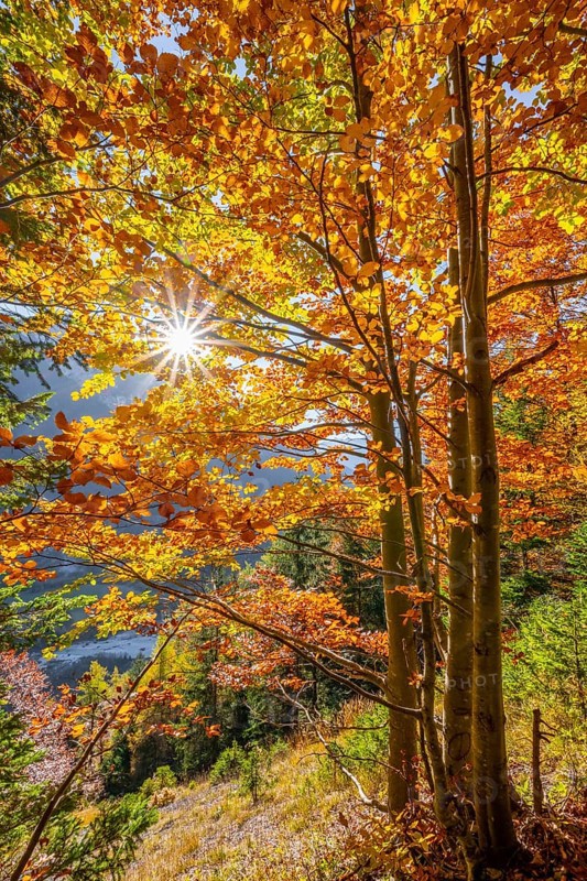Sun shines on deciduous forest in autumn