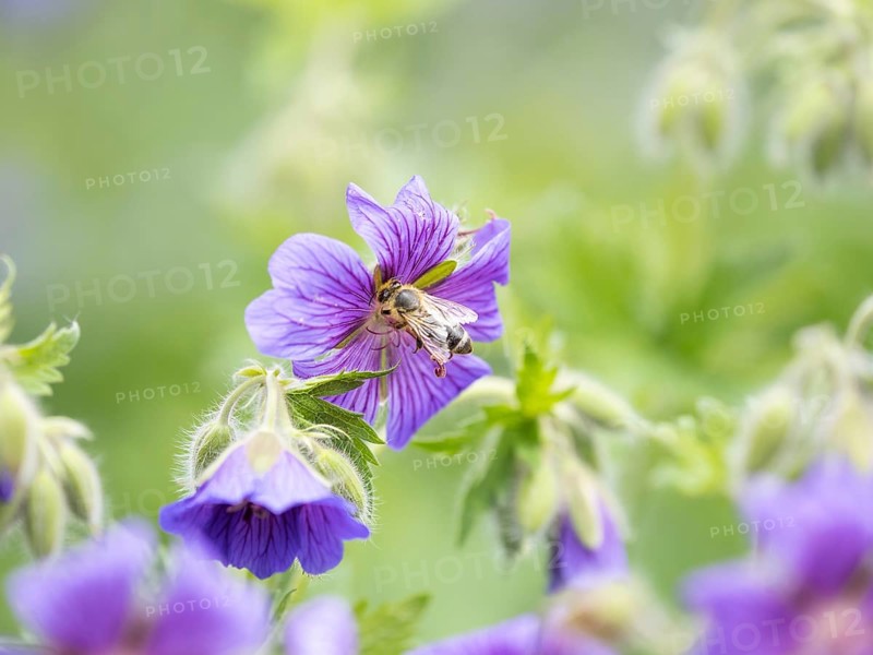 Honey bee