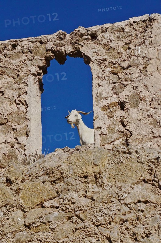 Billy goat looking through the window of a ruin