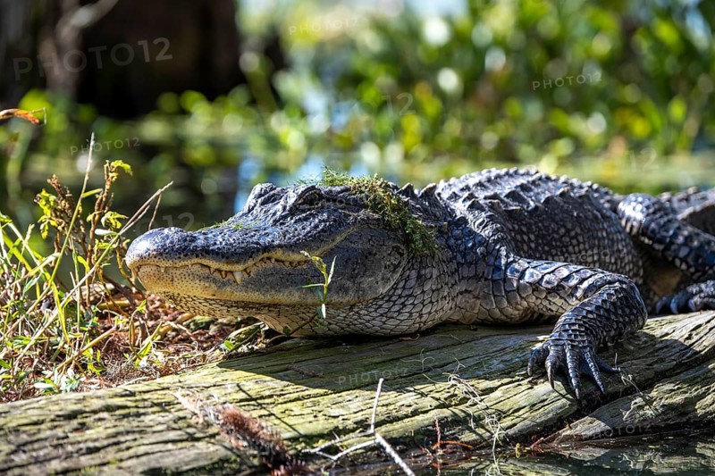 American alligator