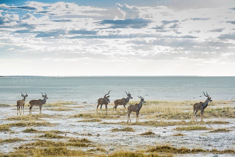 Greater kudu