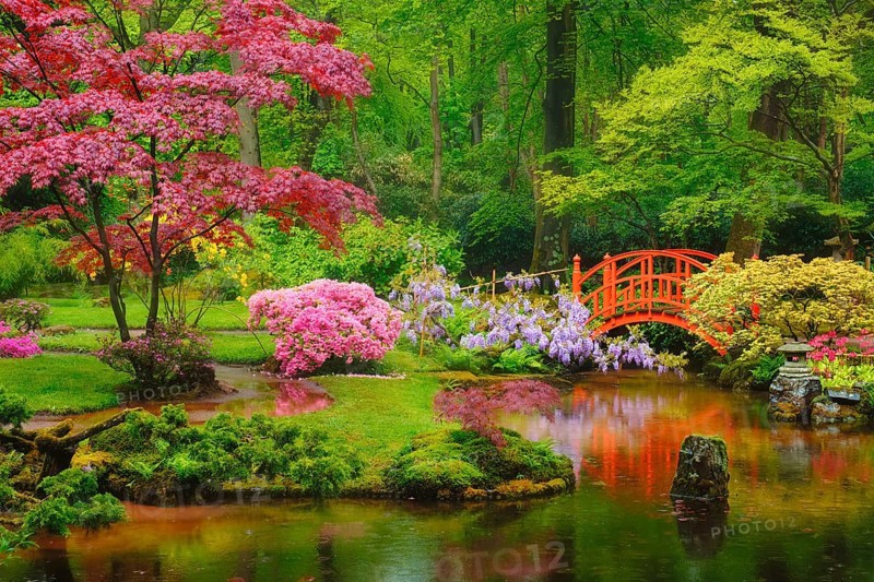 Small bridge in Japanese garden