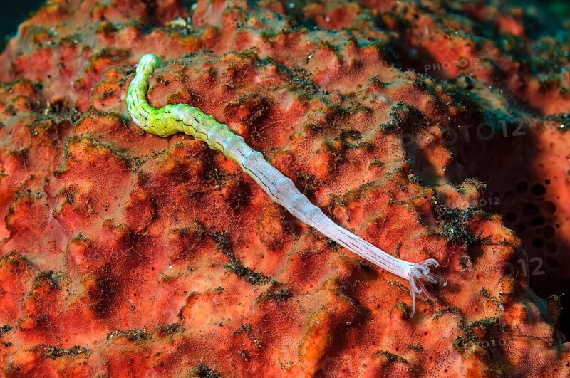 Worm sea cucumber