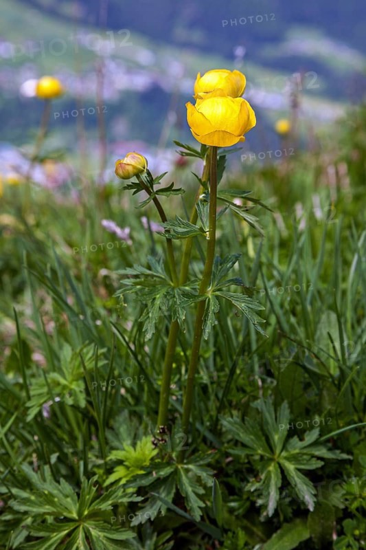 European globeflower