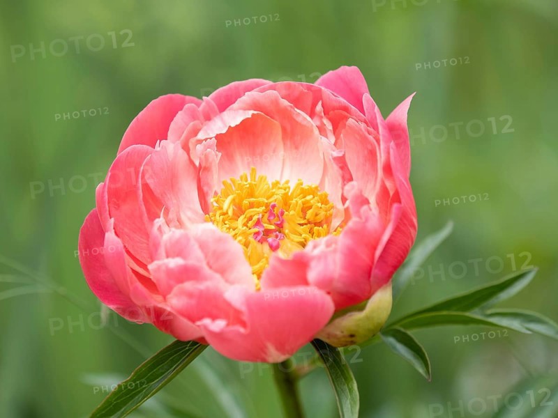 Bush peony