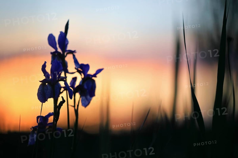 Siberian iris