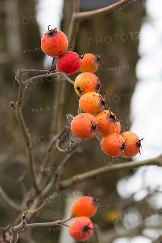 Fruits of the european crab apple