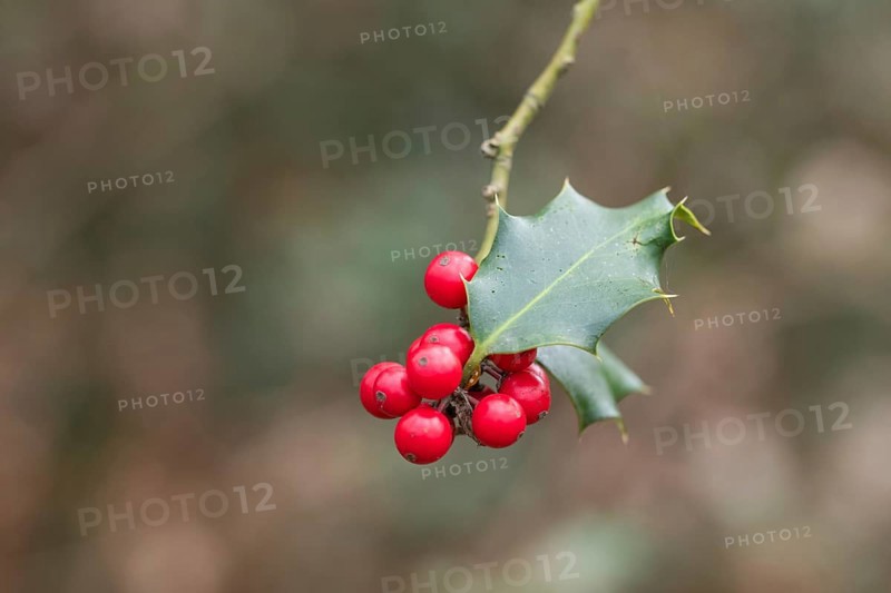 Holly