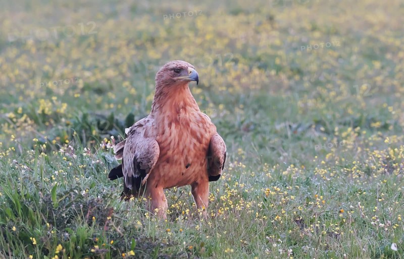Kaiseradler