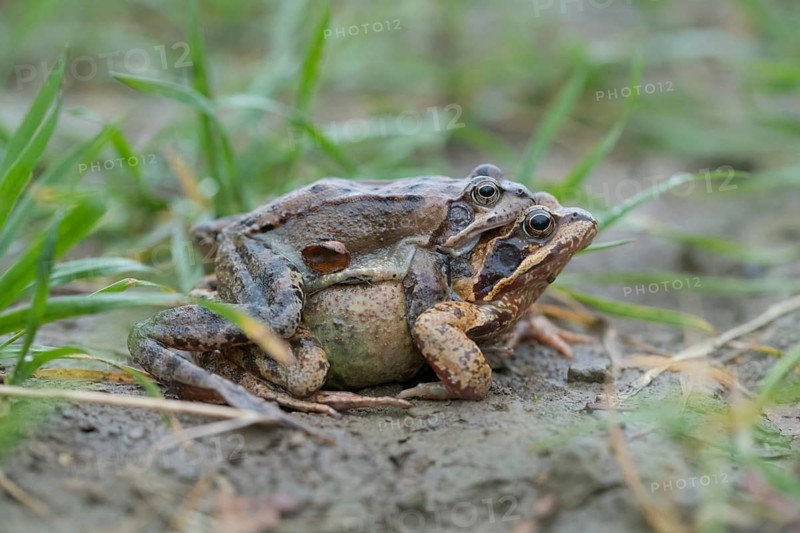 Grasfrosch