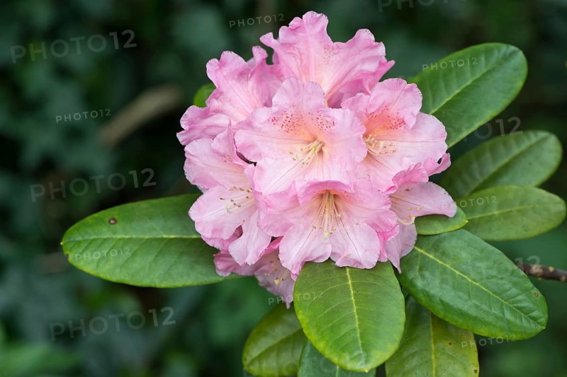 Rhododendron
