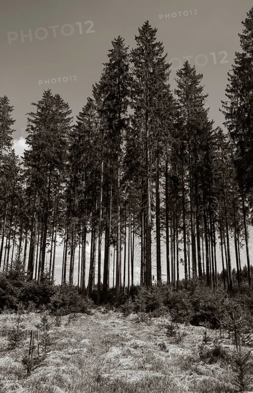 Sepia-coloured