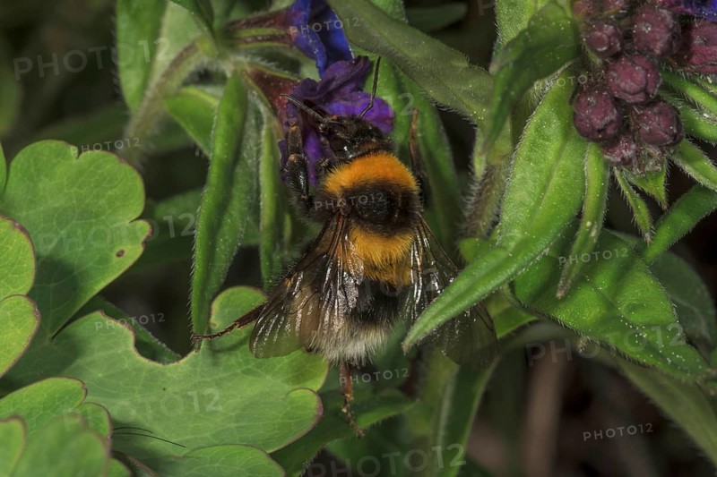 Large earth bumblebee