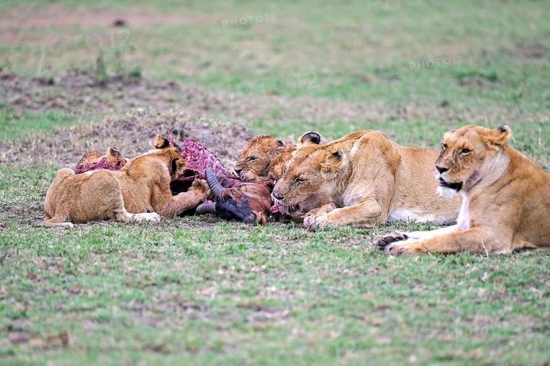 Lions