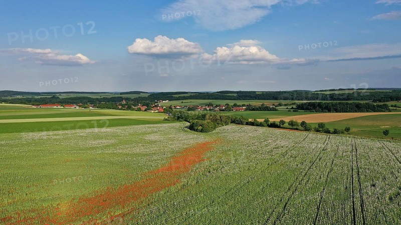 Field with Waldviertel grey poppy