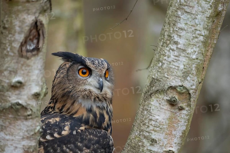 European eagle owl